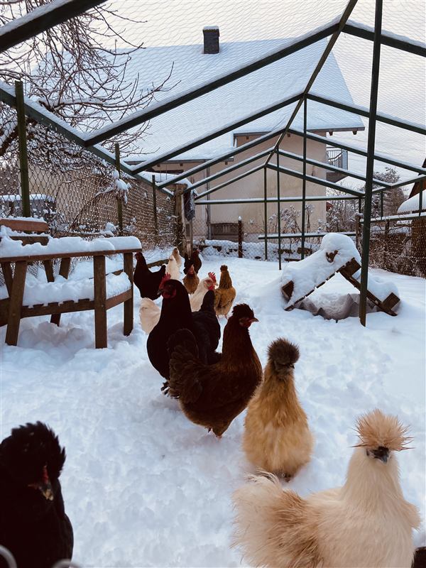 Unsere Hühner im Garten